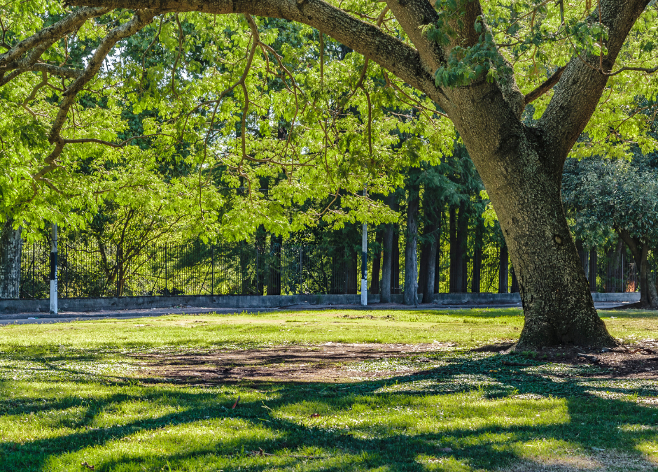 Massachusetts Now Accepting Applications for FY 2025 Landscape Partnership Grant