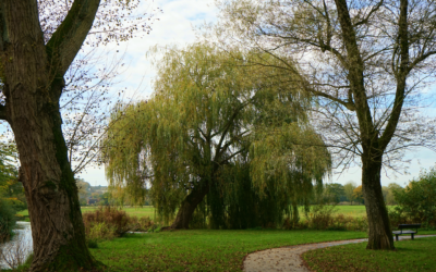 Celebrating Arbor Day: The Importance of Trees in City Planning