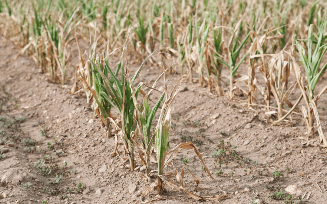 Crops experiencing drought