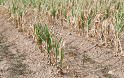 Maine DACF Accepting Applications for Farmers Drought Relief Fund until June 20