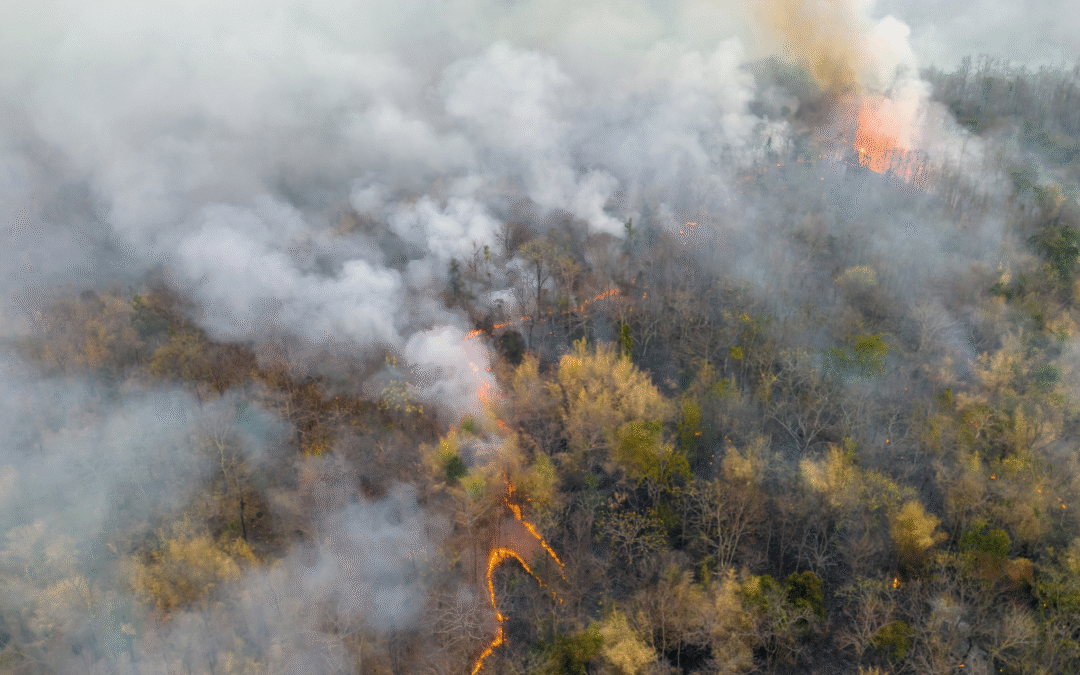 Aerial view of wild fire