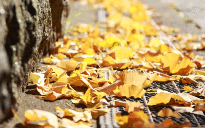 Fall Into Good Habits: Managing Leaves and Stormwater This Season